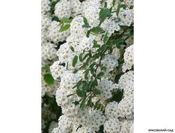 Купить Спирею острозазубренную (аргуту)  в Москве на сайте красовский-сад.рф