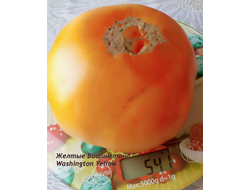 Томат Желтые Вашингтона (Washington Yellow)