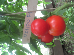 Сорт "Монро F1" от фирмы "Семко" . Сорт урожайный, но вкус не впечатлил. Плотная кожица и консистенция плодов свидетельсвует о хорошей лежкости и транспортабельности плодов.