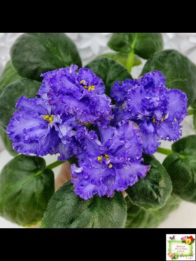 БР-Маленькое Счастье (С. и Н. Буркацкие) 2020 г.