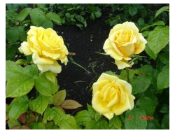 Мохана (Mohana ),  Ч/Г, Hans Jürgen Evers