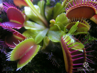 Dionaea muscipula Red Line