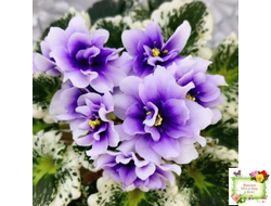 Р-Дурман (В. Зуб) 2020 г.