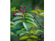 Перец сычуаньский/непальский (Zanthoxylum armatum) 5 мл - 100% натуральное эфирное масло