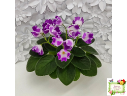 SimSim Magic Bells (Alex Mayer) (лист посажен 07.10.25)