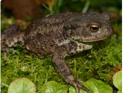 Обыкновенная жаба, или серая жаба (Bufo bufo)