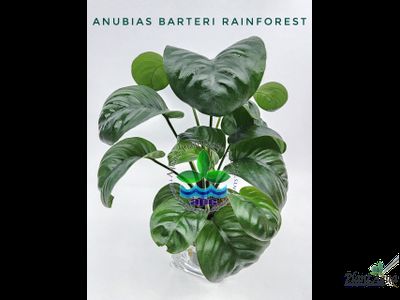 Анубиас Реинфорест (горшок)