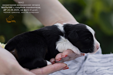 Мальчик с голубым ошейничком, черный триколор, на фото 8 дней