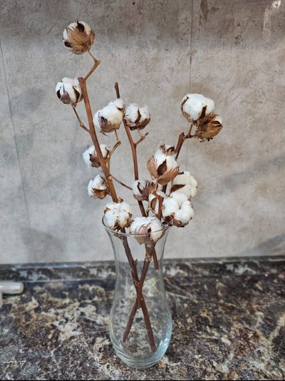 Хлопок в вазе