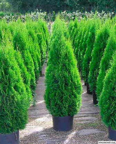 Туя Смарагд - Smaragd