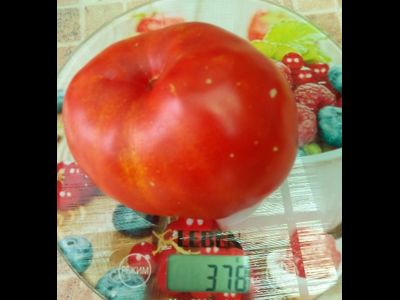 Томат Польская слива тети Сварло (Aunt Swarlo's Polish Plum)