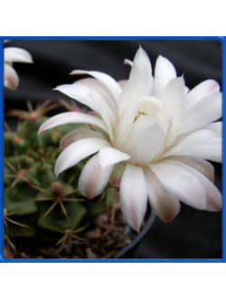 Gymnocalycium damsii v. torulosum
