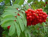 Рябина красная (Дальневосточная)