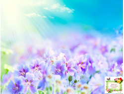 Архив сортов