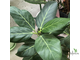 Ficus benghalensis 'Audrey' / фикус бенгальский Одри