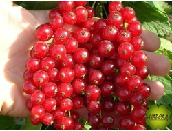 СМОРОДИНА КРАСНАЯ "ЙОНКЕР ВАН ТЕТС" (самоплодная, очень крупная)