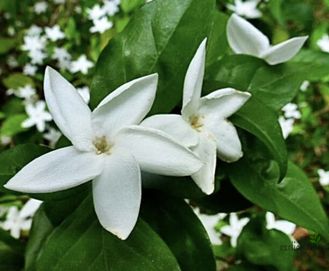 Psilanthus bengalensis / Псилантус Бенгальский