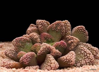 Titanopsis calcarea Hopetown (MG) - 5 семян