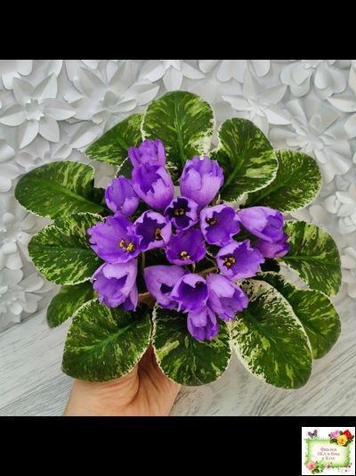 КНН-Крокус (Н. Куриленко) 2022 г. (лист с детками посажен 23.07.25)