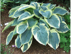 Хоста American Halo, C2