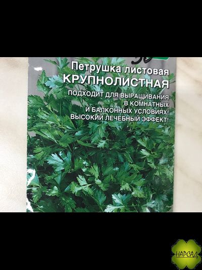 ПЕТРУШКА "КРУПНОЛИСТНАЯ"