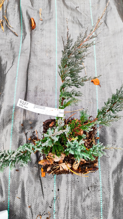 Можжевельник горизонтальный Blue Chip, 2,0 л