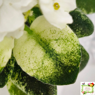 Scales White (Е. и Я. Немчиновы) 2025 г. (детка)