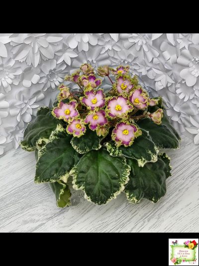 НД-Вербена (Н. Данилова-Суворова) 2021 г.