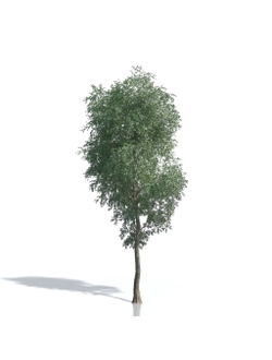 Billboards Дерево летнее_11