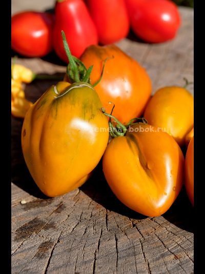 Томат Огненный гребень цвета Охра (Cresta di Fuoco), 10 шт