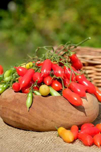 Томат Pelino 2014 (Пелино 2014), 7 шт