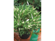 Можжевельник горизонтальный Andora Variegata