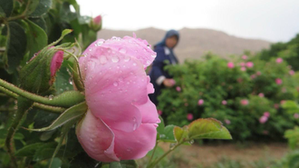Роза дамасская (Rosa damascena), Иран, урожай 2024г,  1 г - 100% натуральное эфирное масло