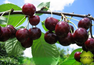 ДЮК (черевишня) "Чудо-вишня" (ранняя, сладкая, саженец 3 года)