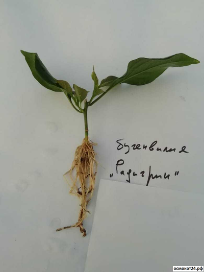 Радигрин Оранжевый