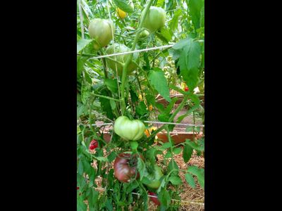 Томат Пурпурное сердце Рейнхарда (Reinhard's Purple Heart, Германия)