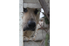 Макаренко А А "Я тебя вижу"