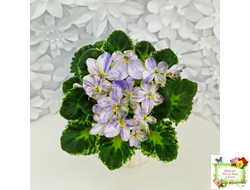 ЛЕ-Лунный Жемчуг (Е. Лебецкая) 2020 г. (детка)