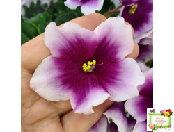 ЛФ-Посмотри в Глаза (Л. Федосеева) 2022 г.