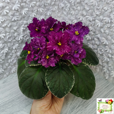 РМ-Финикийская Принцесса (Н. Скорнякова) 2023 г.