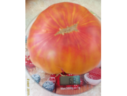 Томат Олд флейм (Old Flame, Старое пламя)