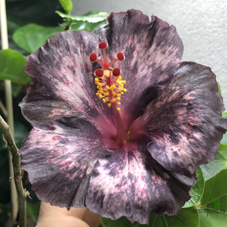 Гибискус NMMA Dracula's Fiancee