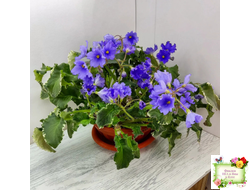 Senk's Try the Decaf (R. Follett/D. Senk) (9872) 01/30/2008 трейлер