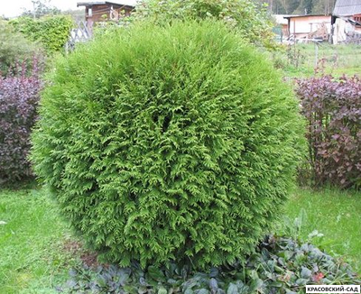 Туя западная Вудварди - Woodwardii