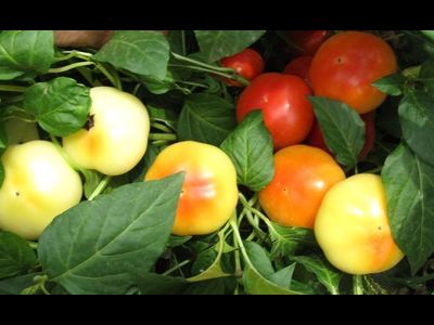 Перец острый Алма паприка (Яблочный перец, Alma Paprika)