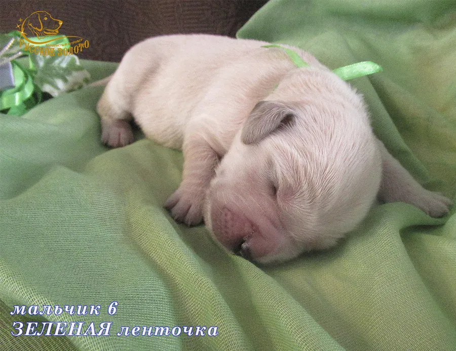 УЖЕ в НОВОМ ДОМЕ =.Мальчик ЗЕЛЕНАЯ ленточка, 5 дней. ДР 28.01.20. 