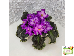 РС-Тропикана (С. Н. Репкина) 2015 г.