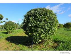 Топиар Боярышник однопестичный в форме шара
