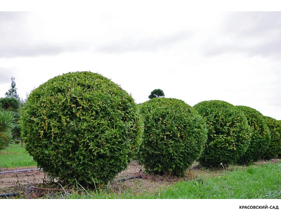 Туя Брабант в форме шара - Brabant