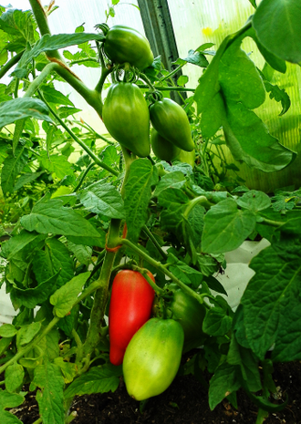 Семена томата Десперадо Гном